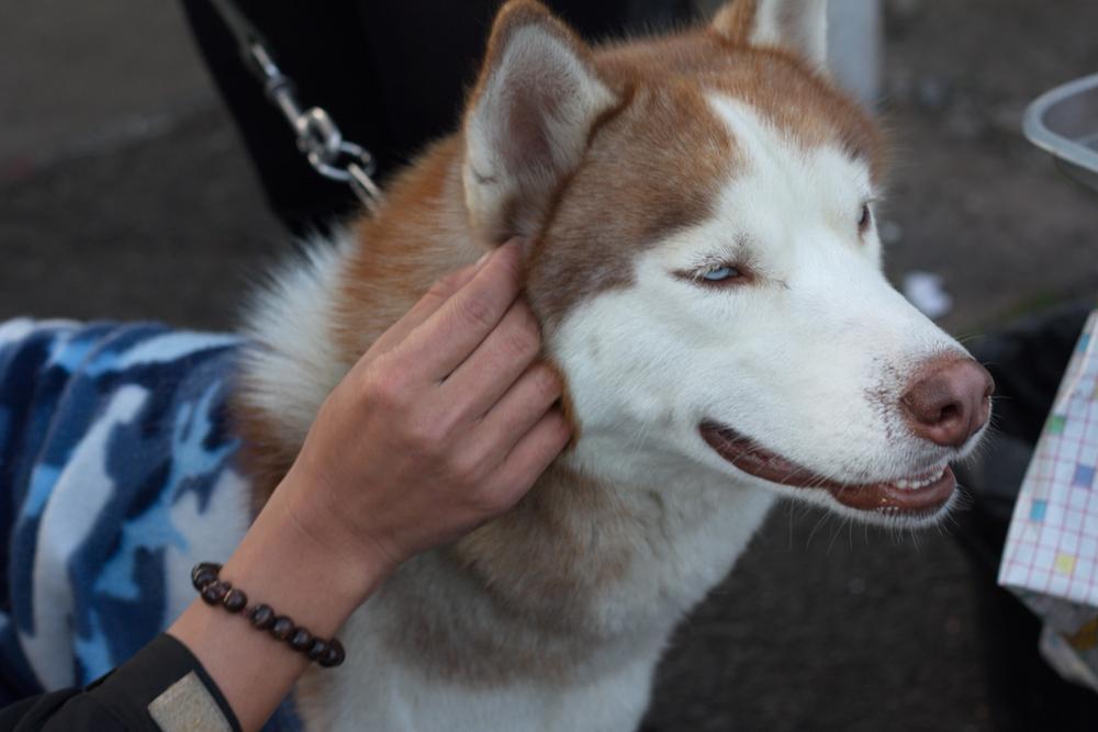 Сахалинский хаски является непризнанной породой, в отличие от маламута
