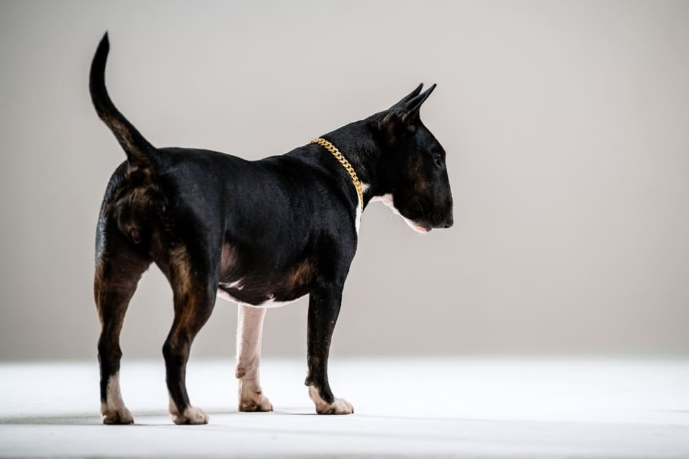 Бультерьер может участвовать в спортивных состязаниях