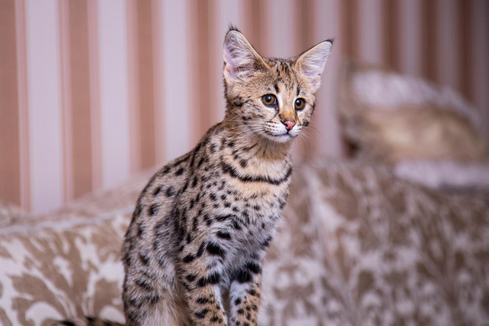 Кошка саванна фото