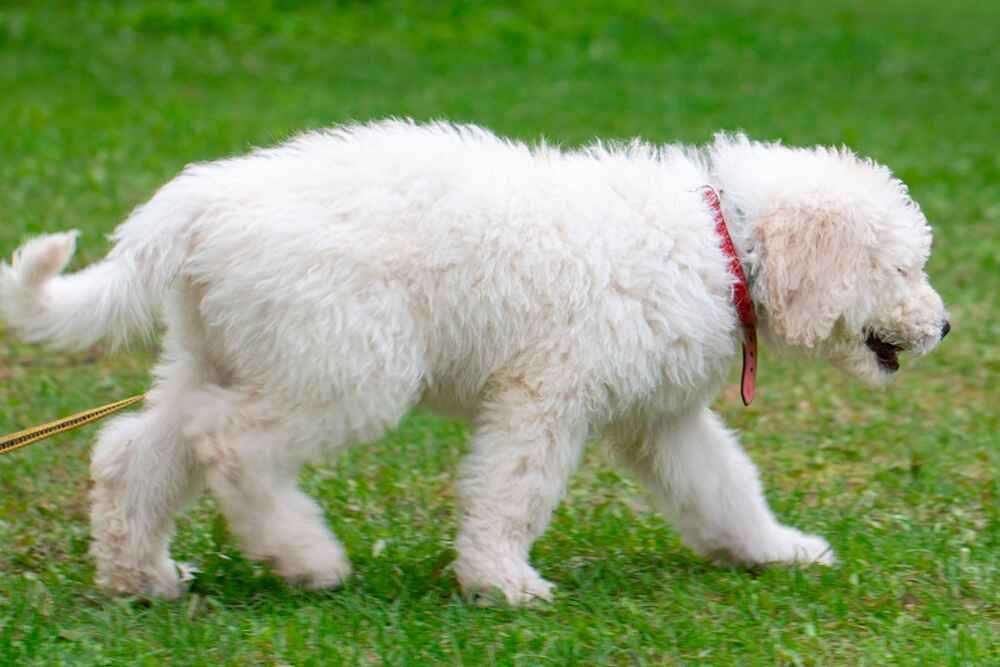 Комондора лучше содержать на ферме