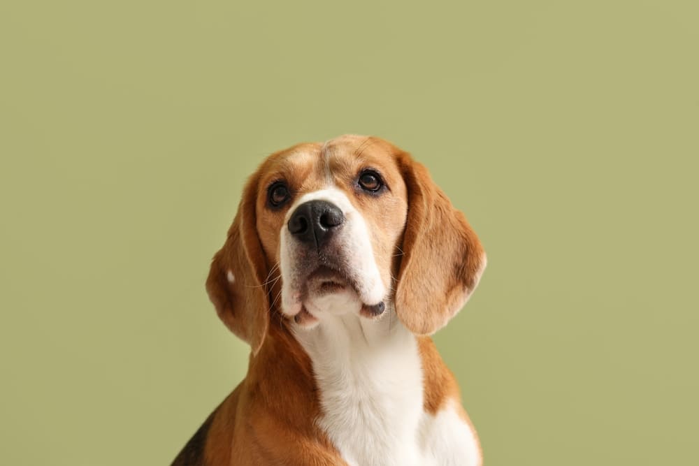 Биглю во время течки требуется уход