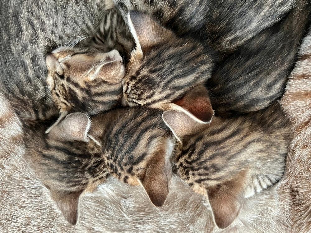 Репродуктивное здоровье серенгети