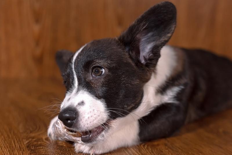 Милый щенок черного корги