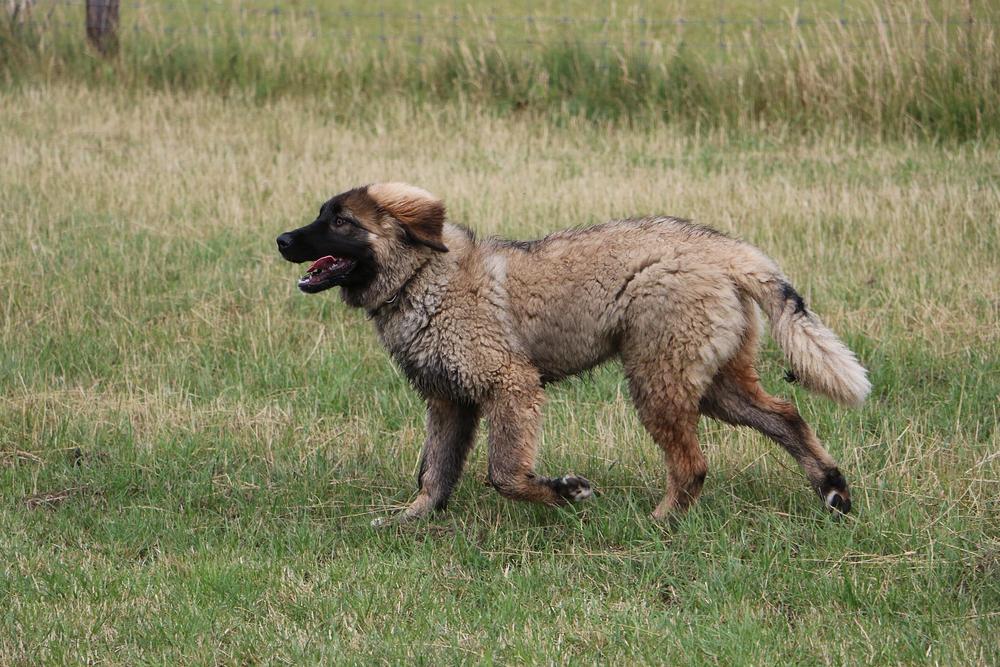 Породы собак из группы молоссов: эштрельская овчарка