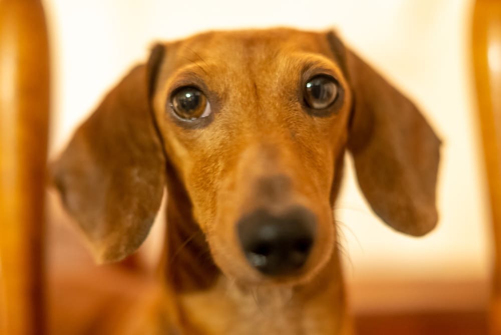 Таксы отличаются дружелюбностью