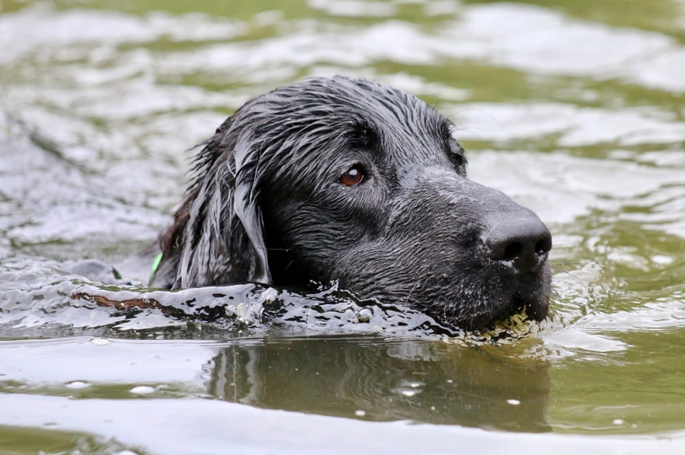 Прямошерстный ретривер имеет предрасположенность к некоторым болезням