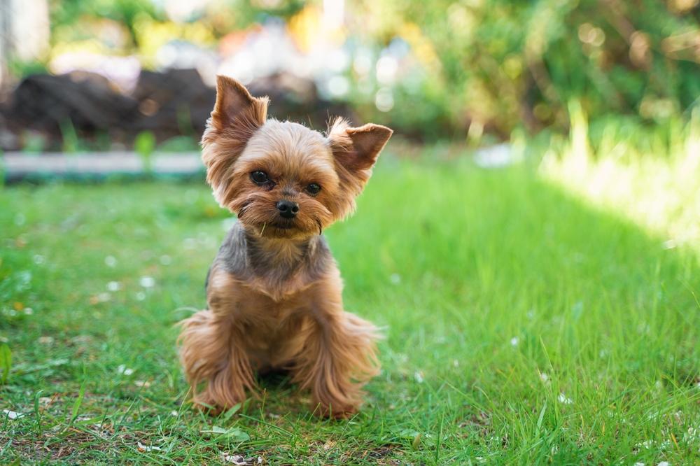 Как назвать девочку породы йоркширский терьер, или йорк?