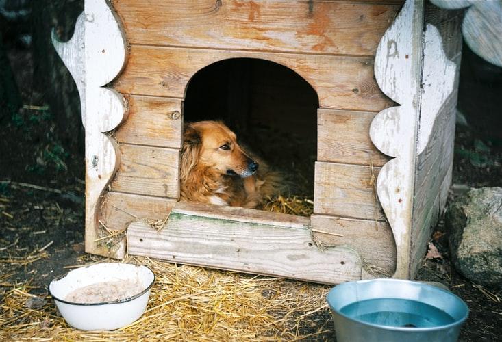 Как приучить собаку после квартиры жить в будке