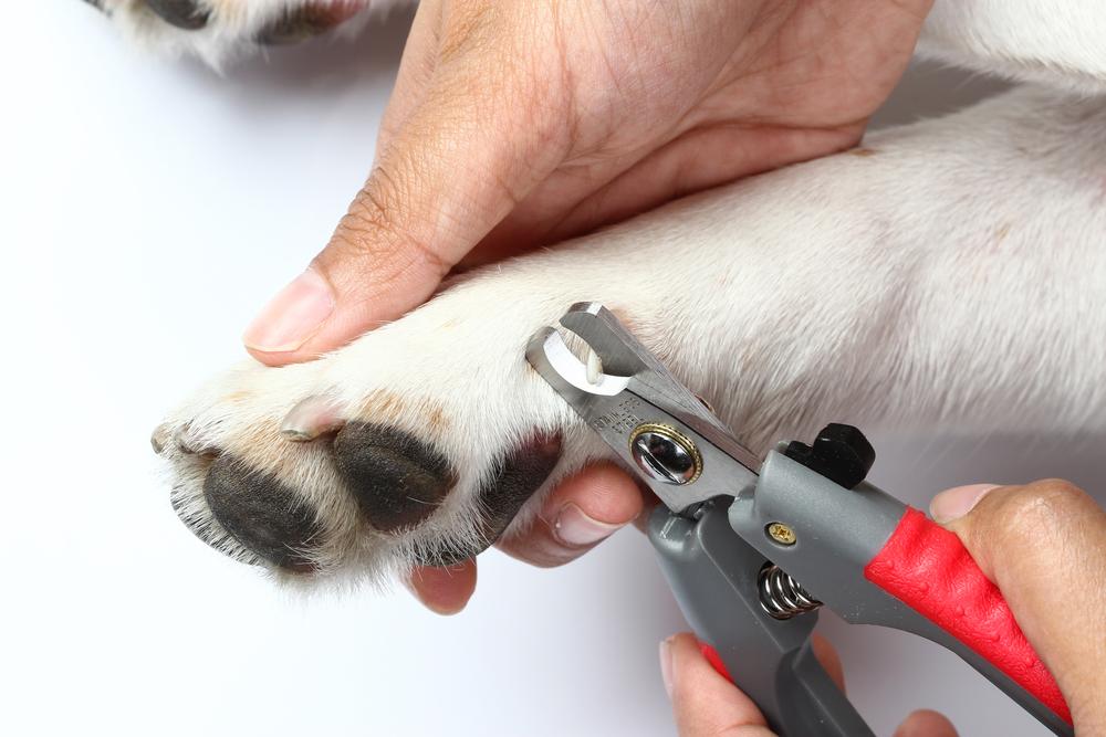 Что делать если подстригая когти собаке вы подорвали коготь