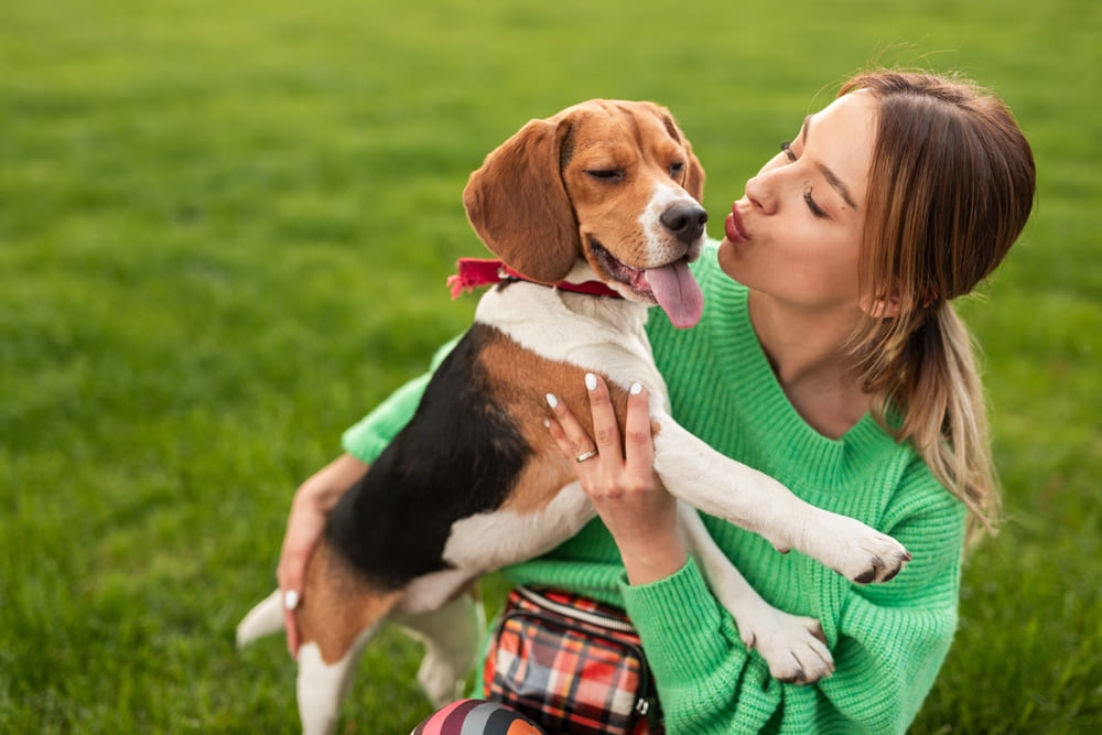 Наличие болезни может влиять на вес бигля