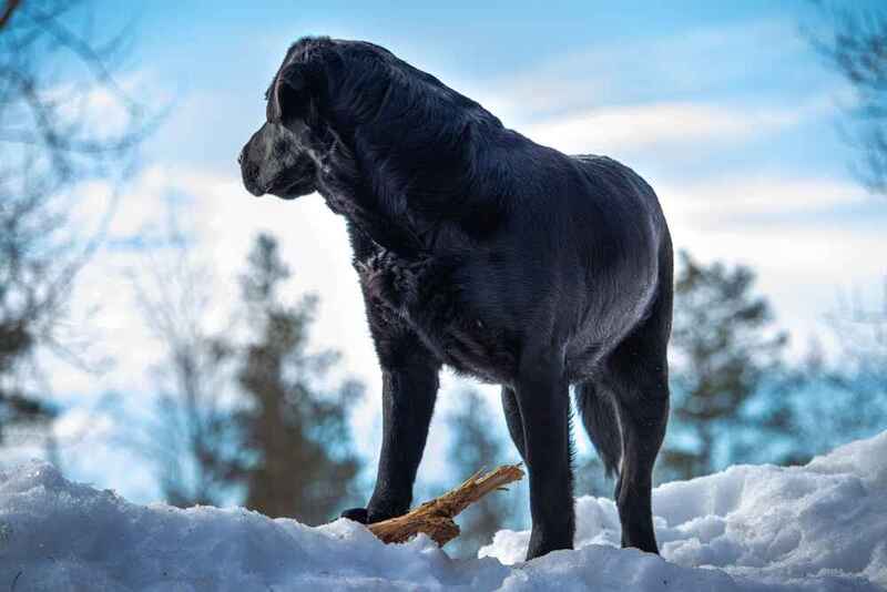 Лабрадор смотрит назад