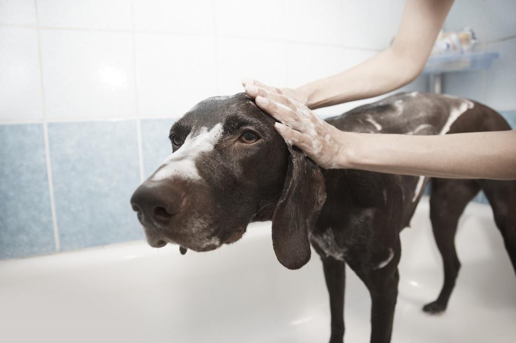 Можно ли мыть собаку человеческим шампунем