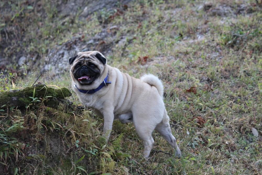Что делать, чтобы не возникла аллергия на мопса?