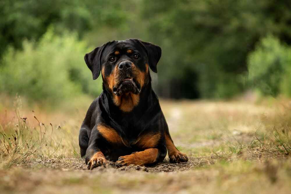 Человеку важно знать, сколько длится беременность у ротвейлера