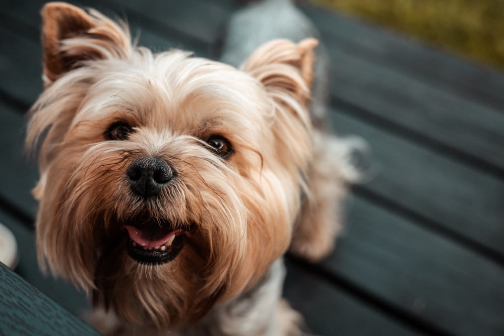 Болезни йоркширских терьеров можно профилактировать