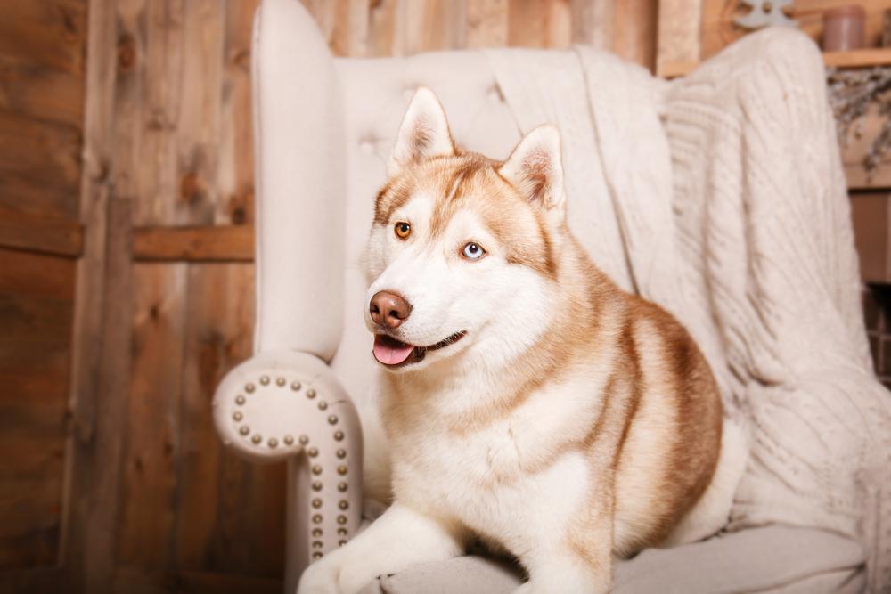 Воспитание хаски