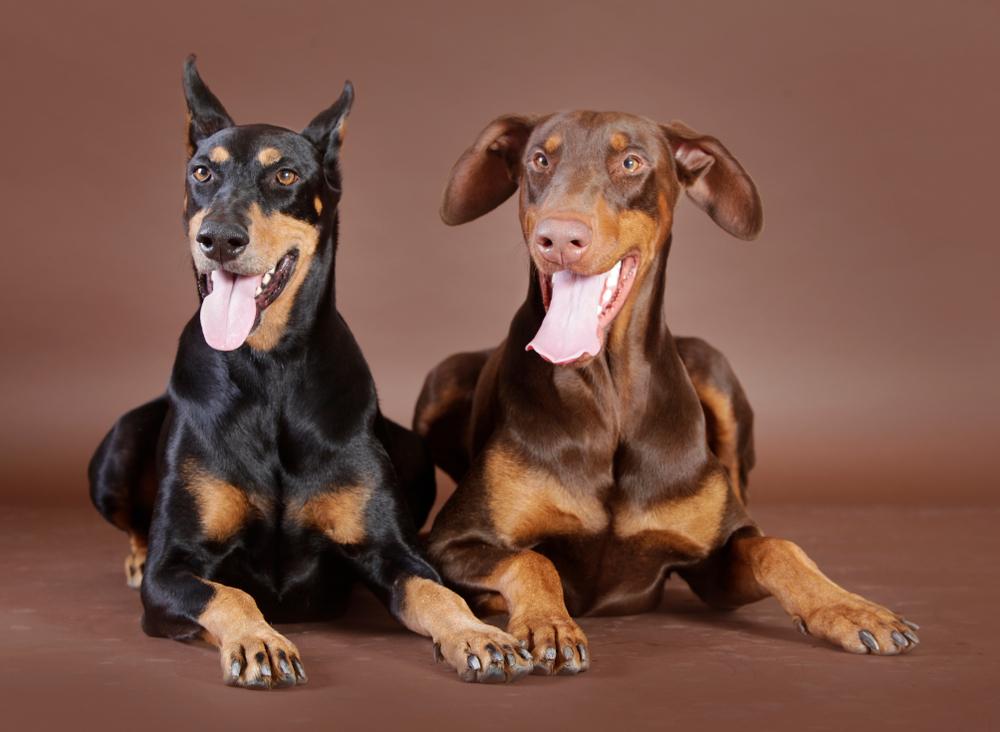 Домашнее питание добермана