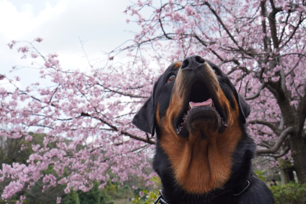 Активность влияет на то, сколько проживет ротвейлер