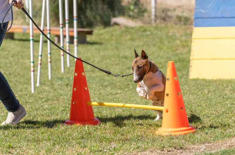 Мини-бультерьер на соревновании