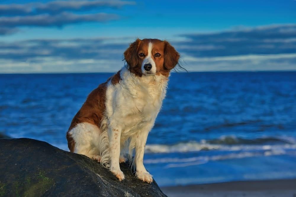 Коикерхондье нуждается в обработках