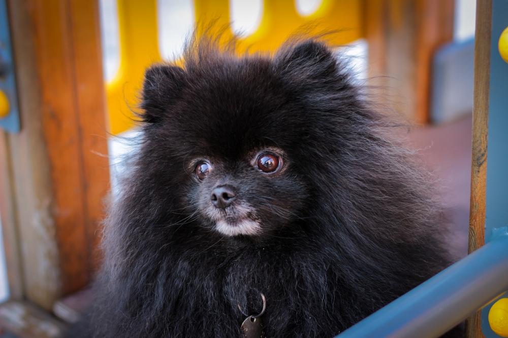 Голова черного померанского шпица