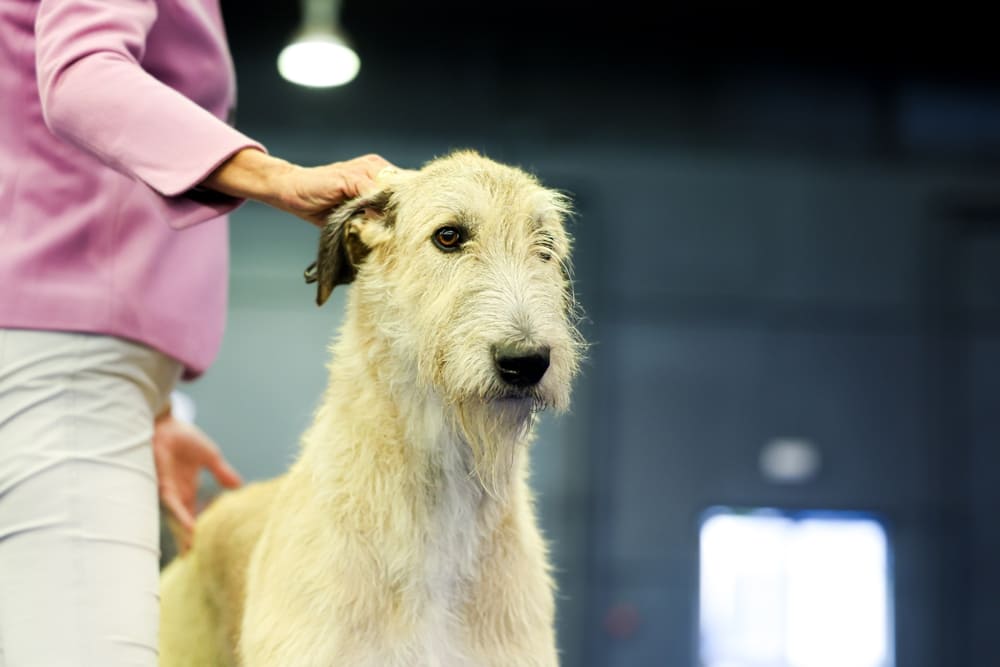 Кастрация может влиять на то, сколько весит ирландский волкодав