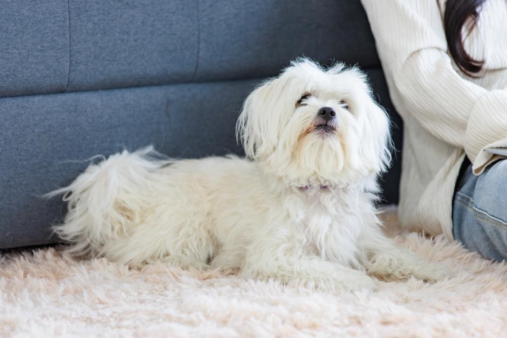 Белый ши-тцу на фото