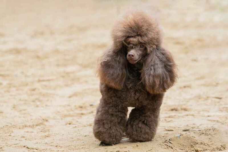 Какая активность нужна пуделю?