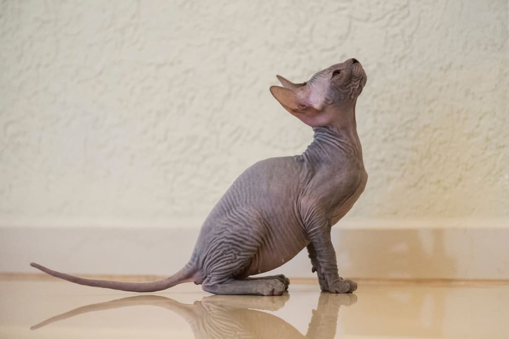 Уход влияет на то, сколько проживет донской сфинкс