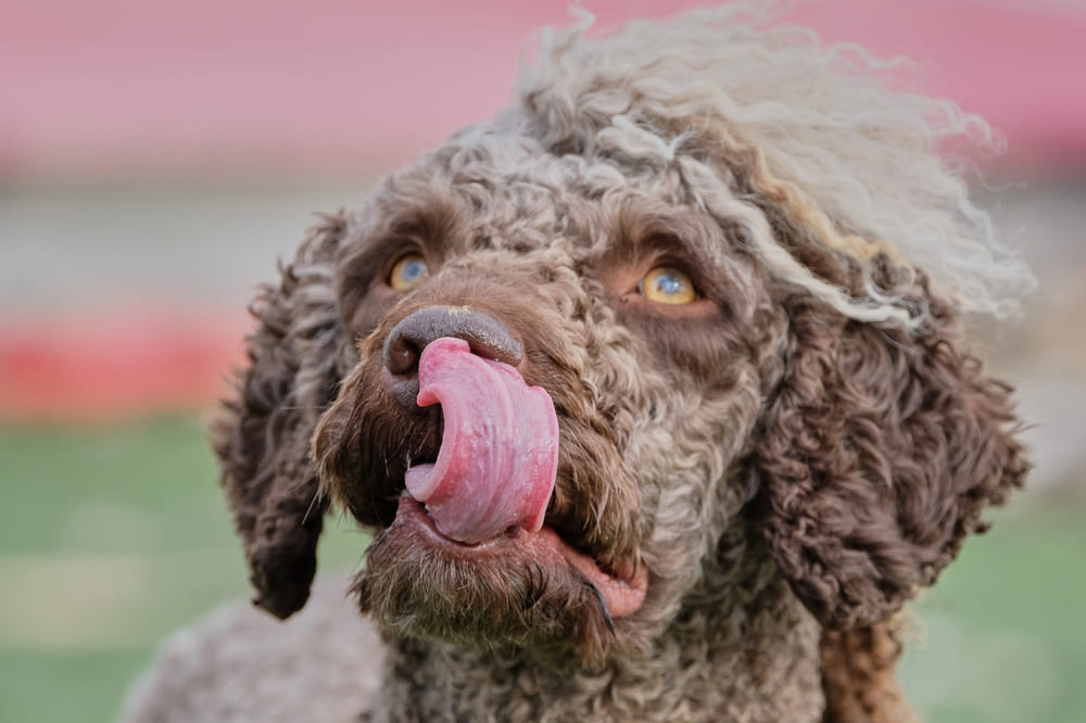 Испанская водяная собака нуждается в сбалансированном питании