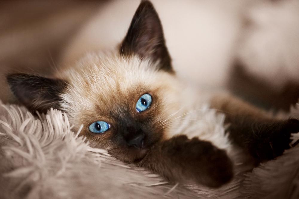 кошки, похожие на сиамскую: балинезийская кошка.jpg кошки, похожие на сиамскую: балинезийская кошка.jpg