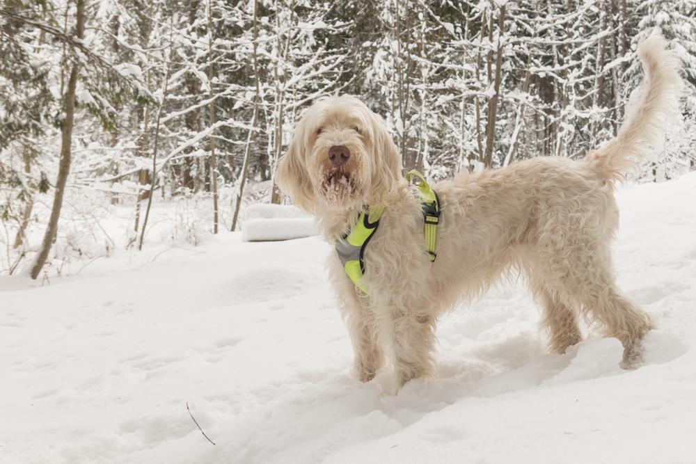 История происхождения итальянского спиноне