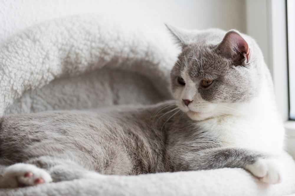 Что делать владельцу, если его британская кошка злая?