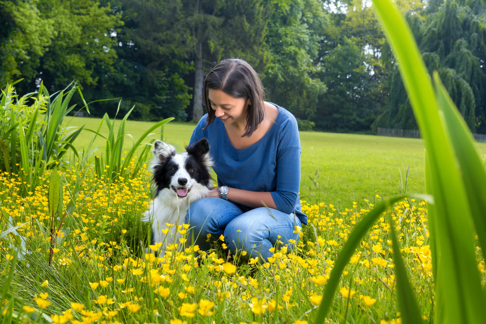 В первую течку бордер-колли вязка нежелательна