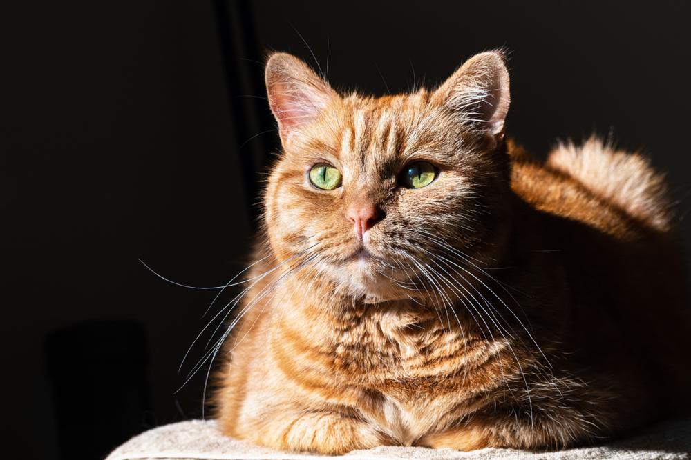 Кто такие кошки-метисы Кто такие кошки-метисы