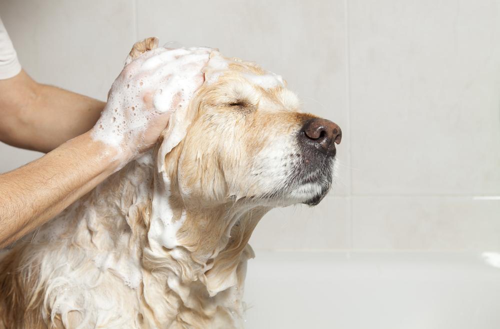 Как правильно мыть собаку: описание процесса