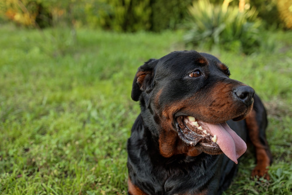 Первая течка у ротвейлера свидетельствует о половом созревании собаки