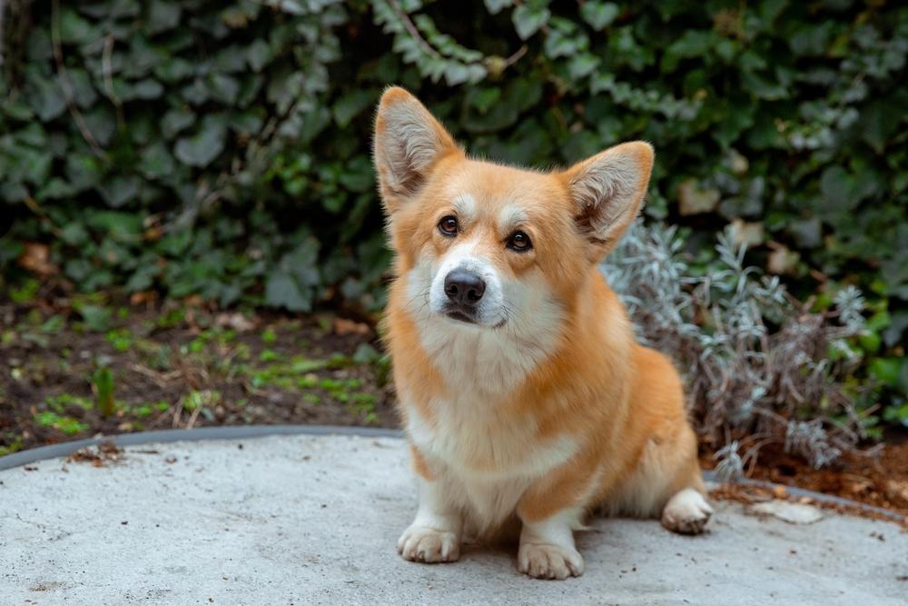 Злые корги - не норма