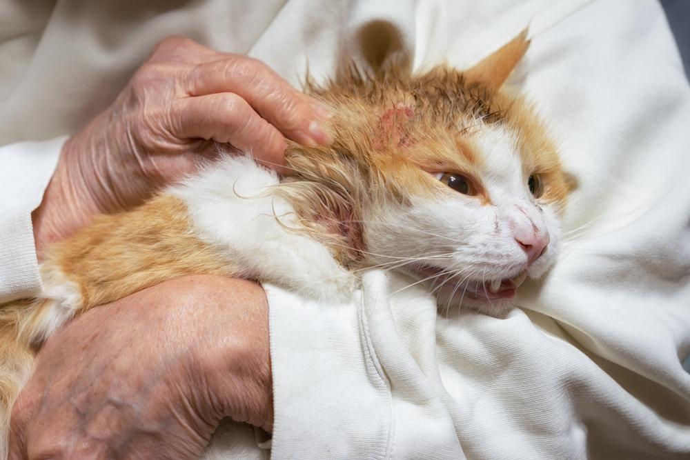 болезни с болячками у кошек