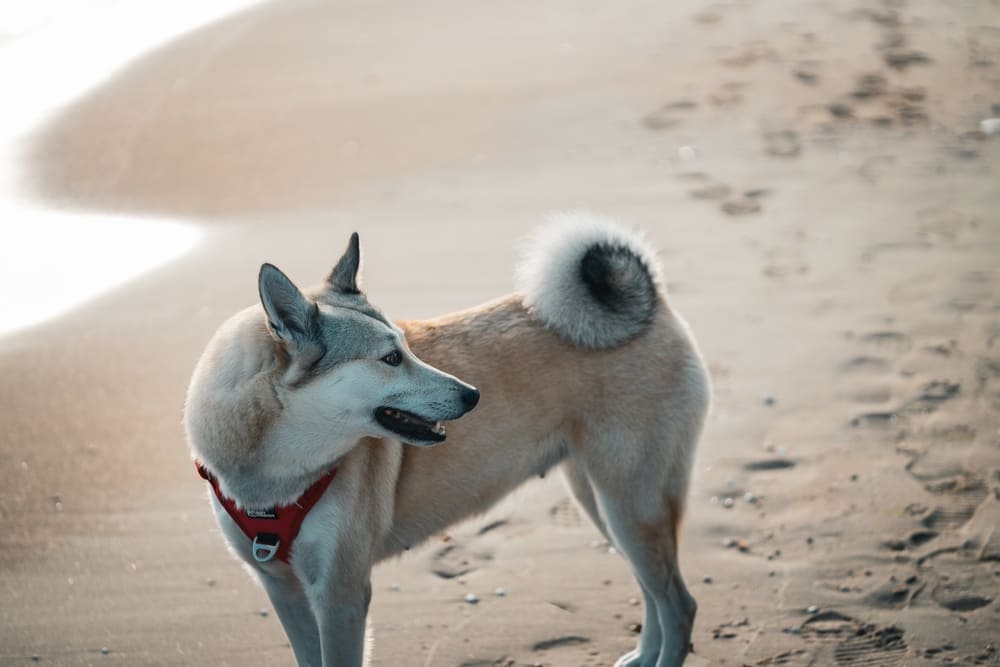 Рацион влияет на то, сколько весит лайка