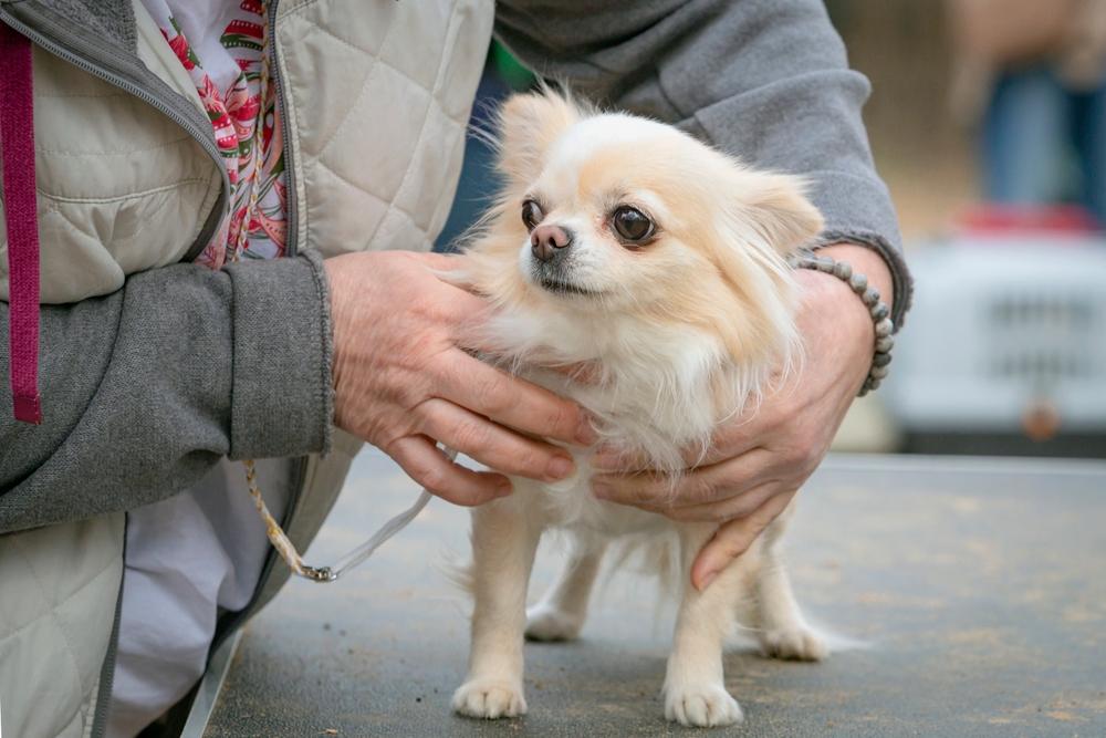 Что делать владельцу, если чихуахуа злой?