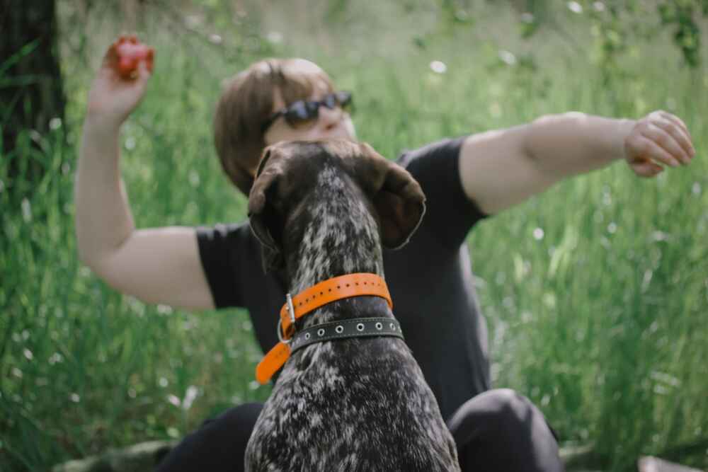 Владельцу важно понимать, сколько этапов взросления проживает курцхаар