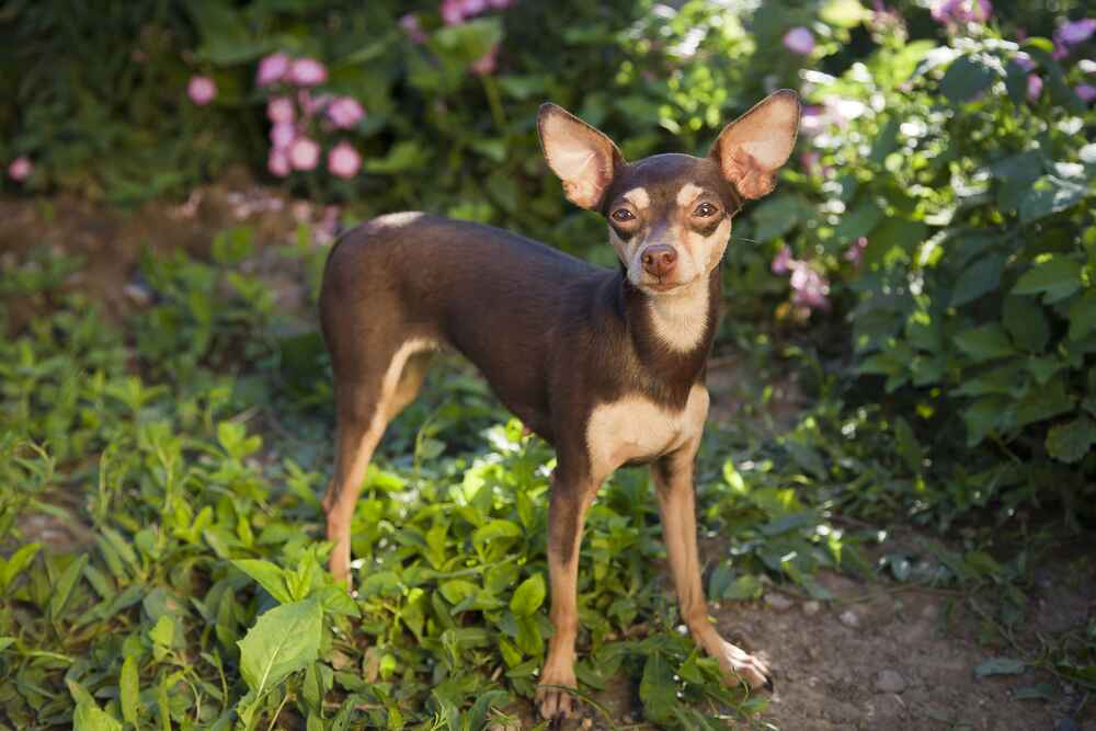 Питание влияет на то, сколько проживет пражский крысарик