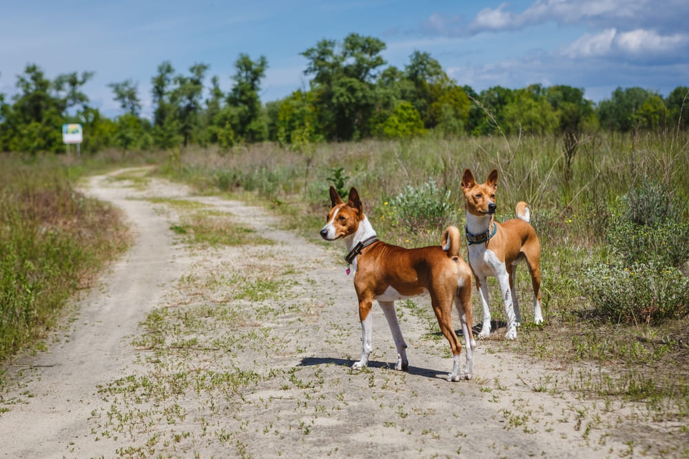Басенджи на выгуле