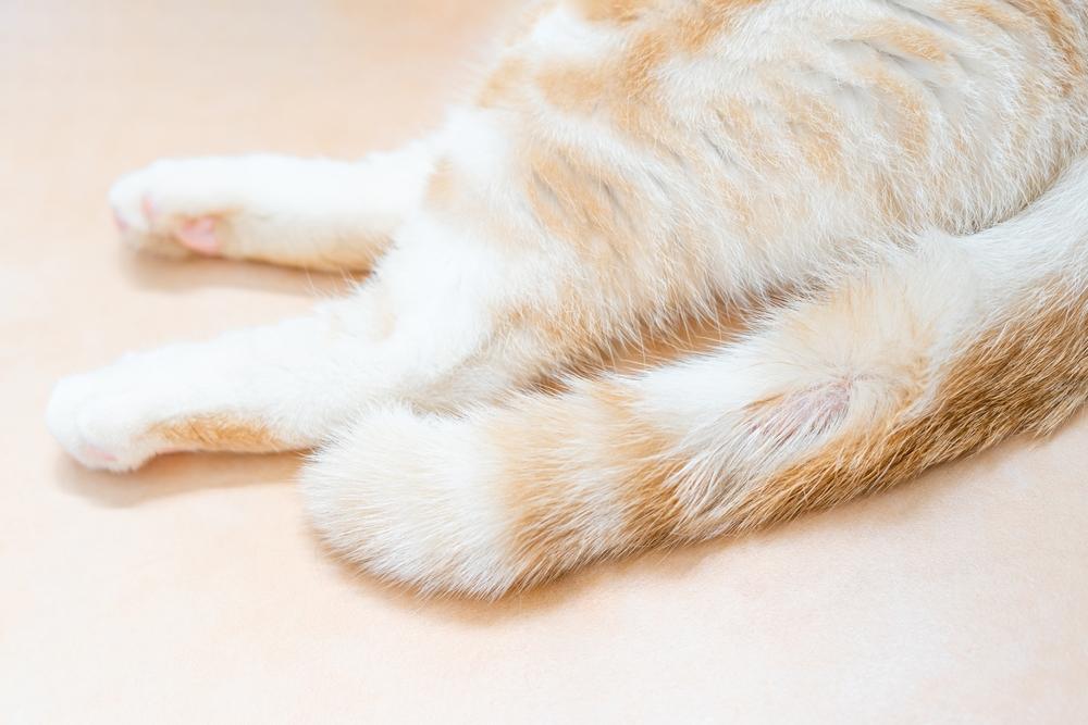 мокнущий и сухой дерматит у кошек