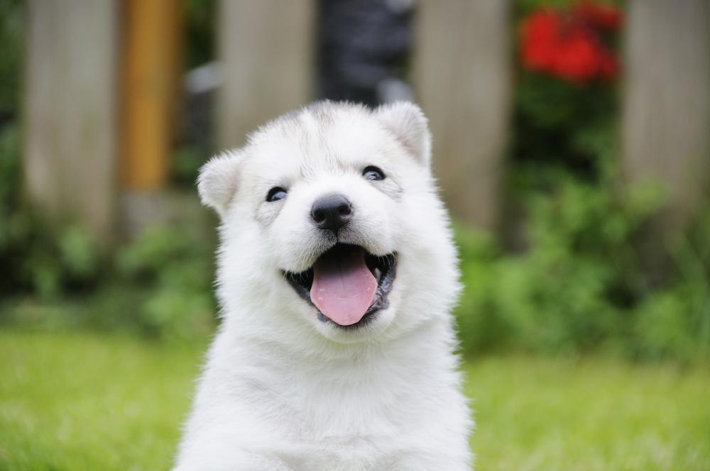 Белые хаски нуждаются в дрессировке