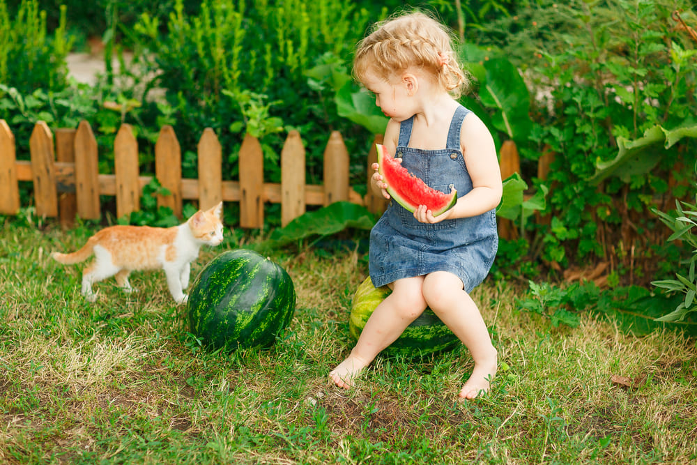 Важно быть уверенным, можно ли кошкам давать арбуз