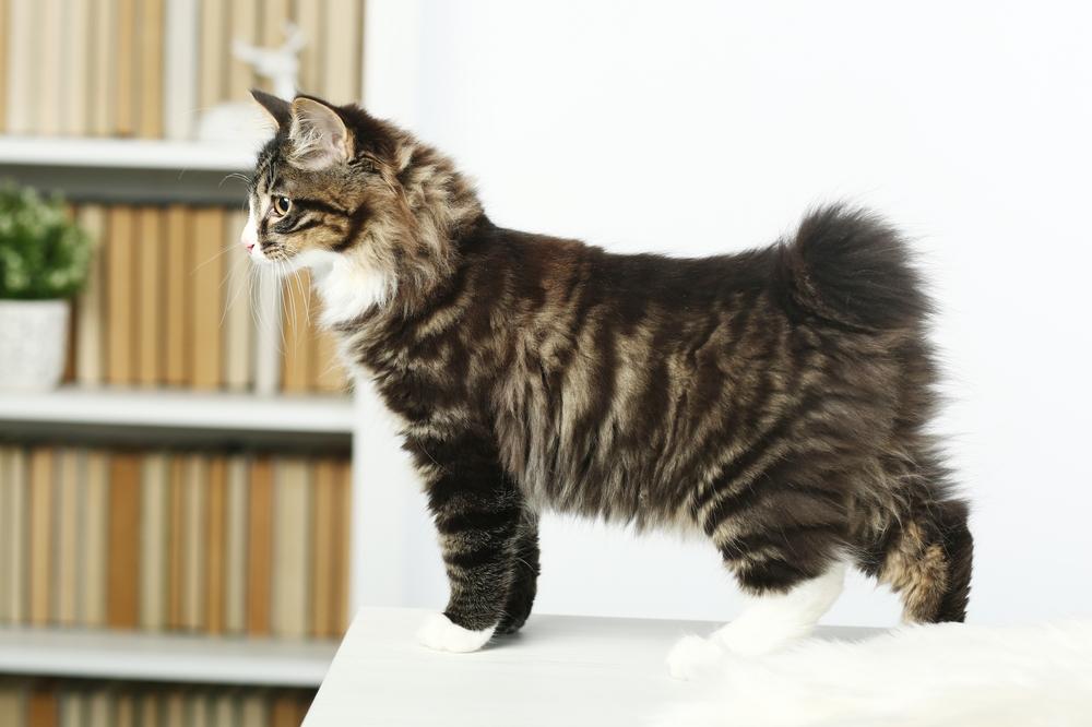 По какой причине возникает аллергия на курильских бобтейлов?