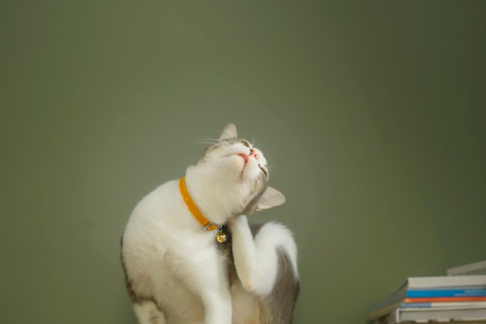 Формы демодекоза у кошек