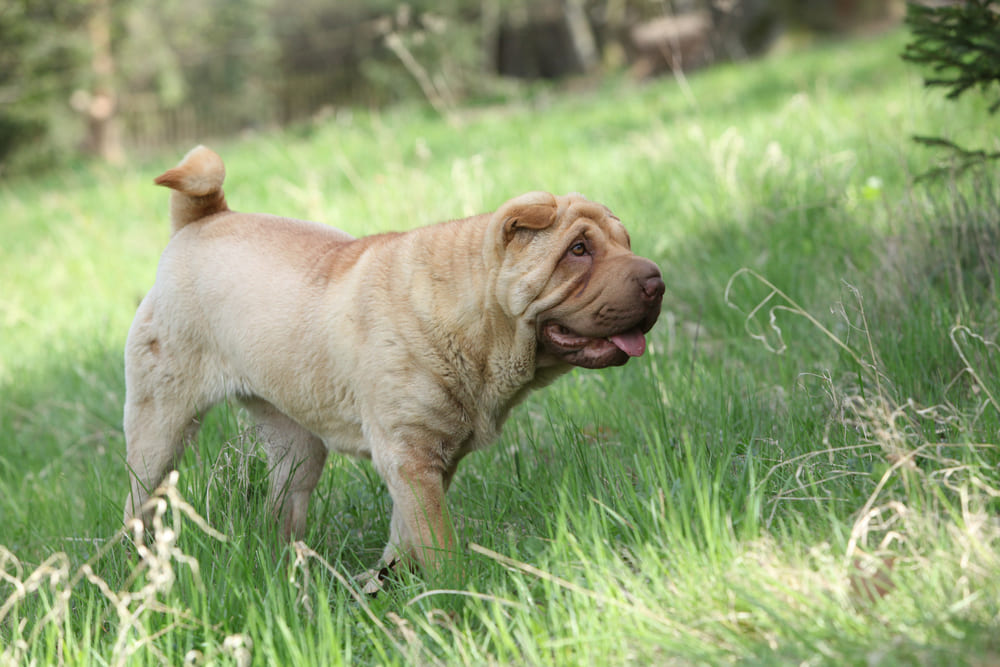 Шарпей нуждается в уходе